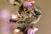 Andrena fuscipes